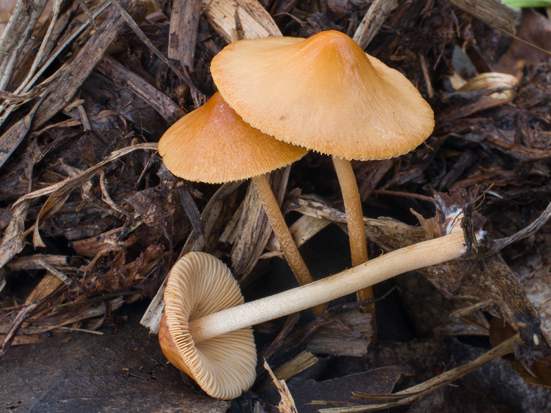 Conocybe rickeniana